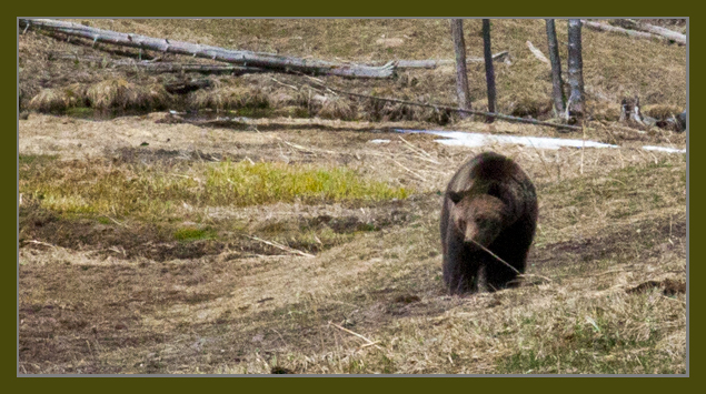 Yellowstone Grizzly Bear taken by John William Uhler - Spring 2012 © Copyright All Rights Reserved